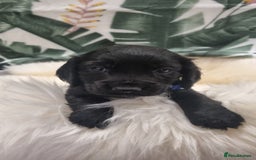 Cocker Spaniel dogs for sale: Beautiful Working Cocker Spaniel Puppies - Image 5