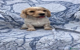 Cocker Spaniel dogs for sale: FULLY VACCINATED working cocker spaniel puppies  in Ashford - Image 7