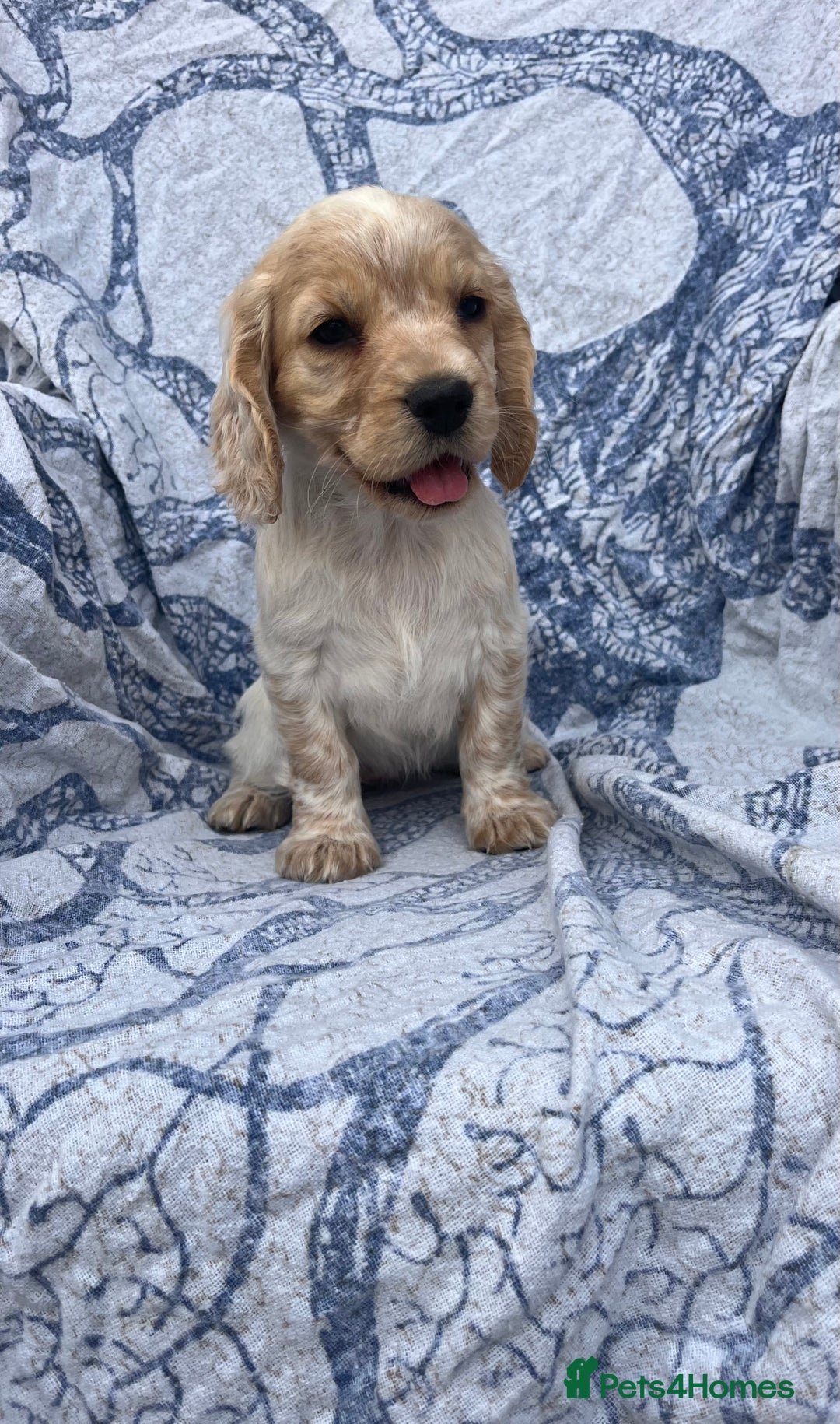 Cocker Spaniel dogs for sale: FULLY VACCINATED working cocker spaniel puppies  in Ashford - Image 7