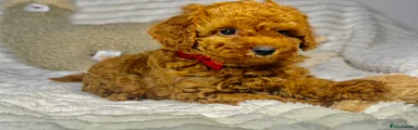 Toy Poodle Puppy 1