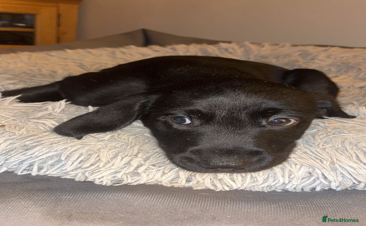 Labrador Retriever dogs - Advert 15