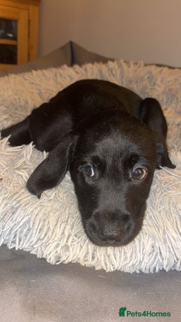 Labrador Retriever dogs - Advert 3