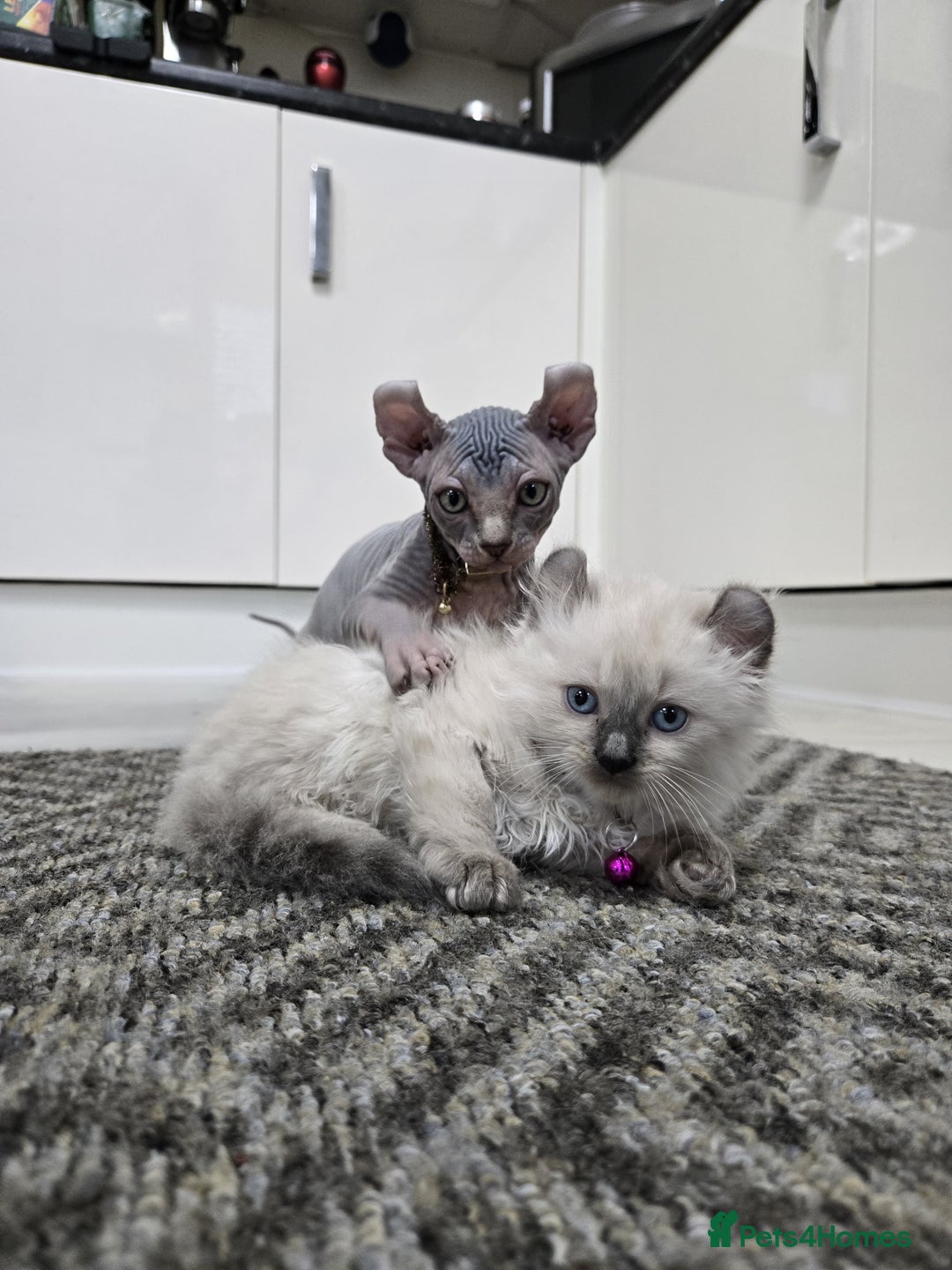 American Curl cats for sale: RARE, Unique, Affectionate American Curl Kittens!  - Advert 17