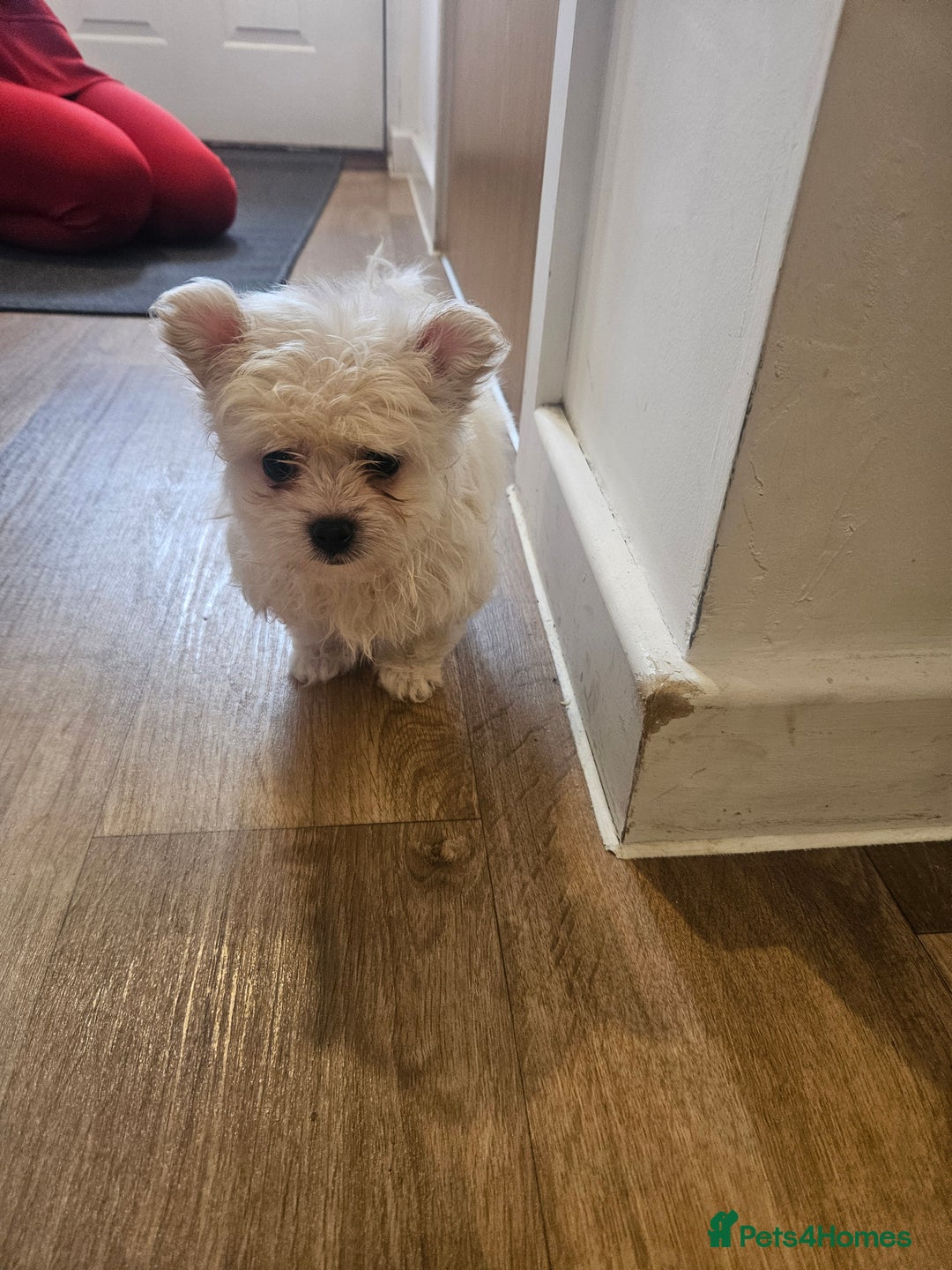 Maltipoo dogs for sale: FINAL REDUCTION F1 dna tested maltipoos - Image 5