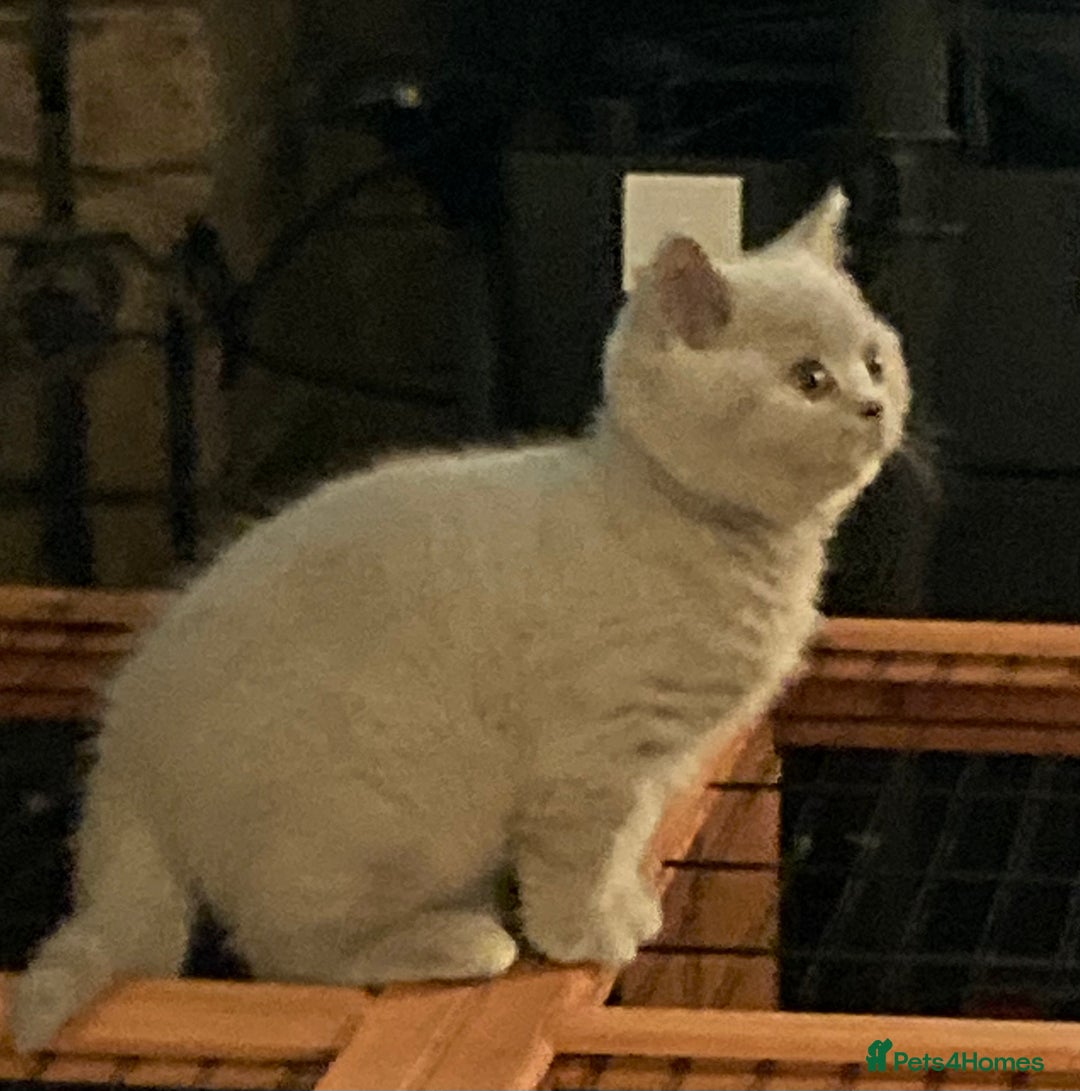 British Shorthair cats for sale: Stunning Lilac Boy available - Advert 6
