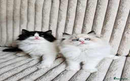 Ragdoll cats for sale: Two adorable Ragdoll X Persian kittens for sale - Image 4