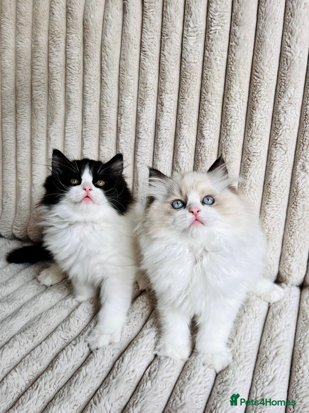 Ragdoll cats for sale: Two adorable Ragdoll X Persian kittens for sale - Image 4