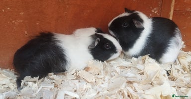 Guinea Pig rodents 3 Girls 1 Boy Abyssinian 2 BOYS all young babies  - Advert 14