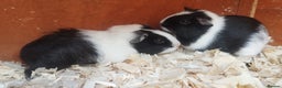 Guinea Pig rodents for sale: 3 Girls  3 BOYS all young babies  - Advert 6