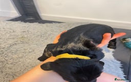 Cocker Spaniel dogs for sale: Cocker spaniel puppies - Advert 5