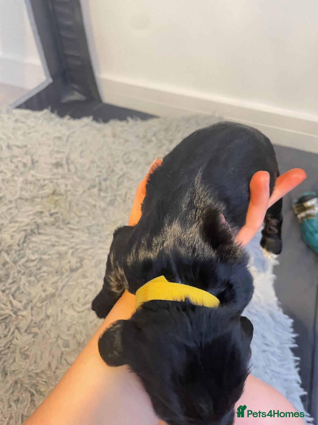 Cocker Spaniel dogs for sale: Cocker spaniel puppies - Advert 5