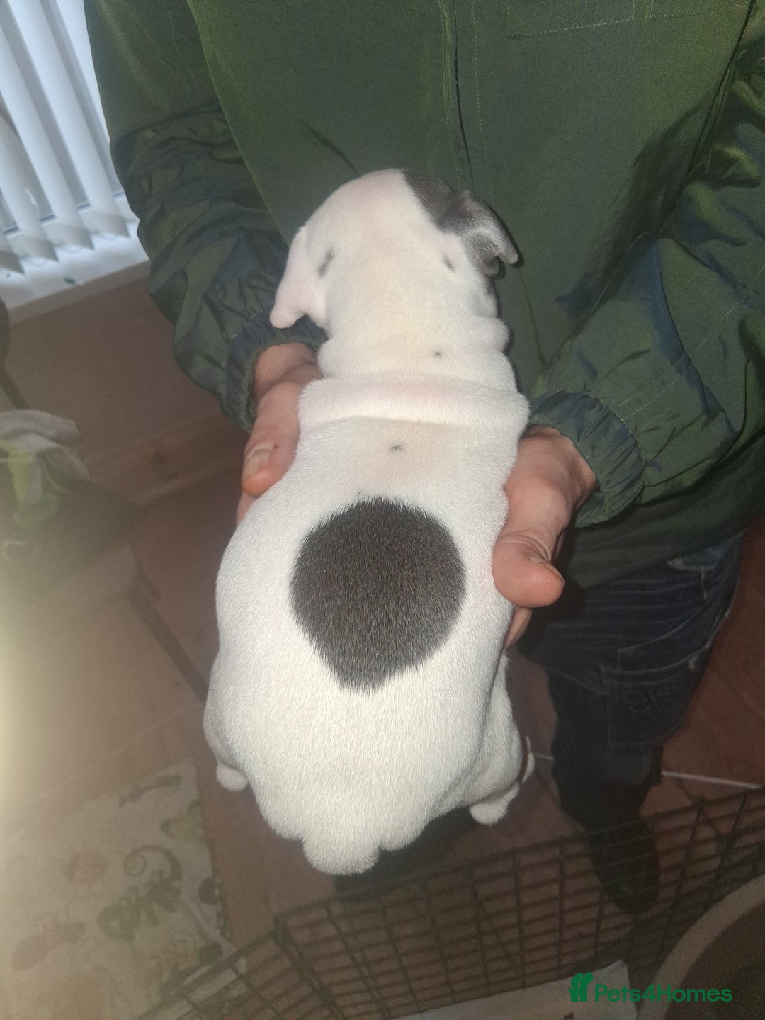 Staffordshire Bull Terrier dogs for sale: Adorable staffy puppies  - Advert 8