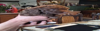 Cocoa
