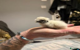 Chickens poultry for sale: 2 silkies and 5 polish chamois frizzle chicks - Image 4