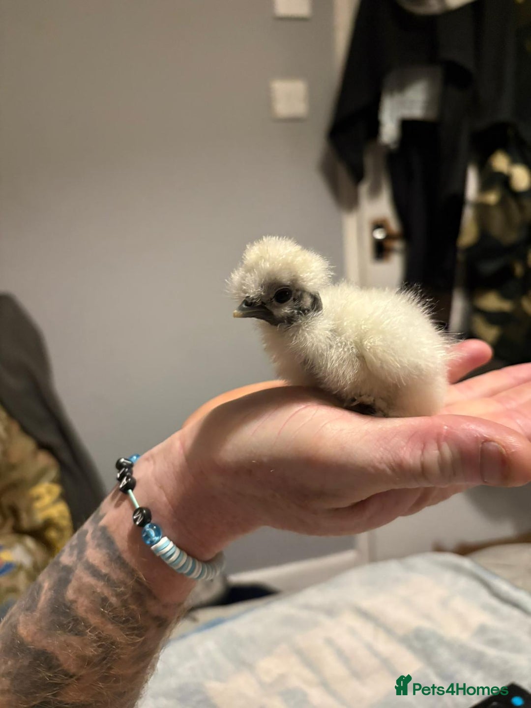 Chickens poultry for sale: 2 silkies and 5 polish chamois frizzle chicks - Image 4
