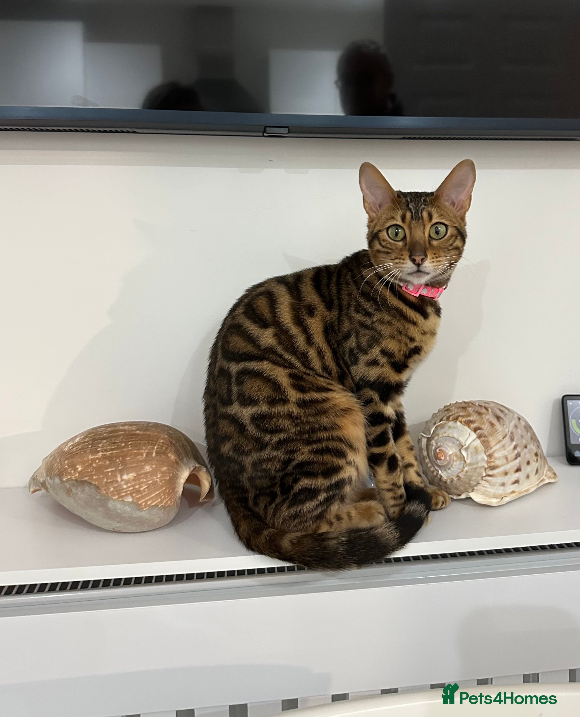 Bengal cats Beautiful Bengal Girl Looking for a Forever Home  - Advert 6