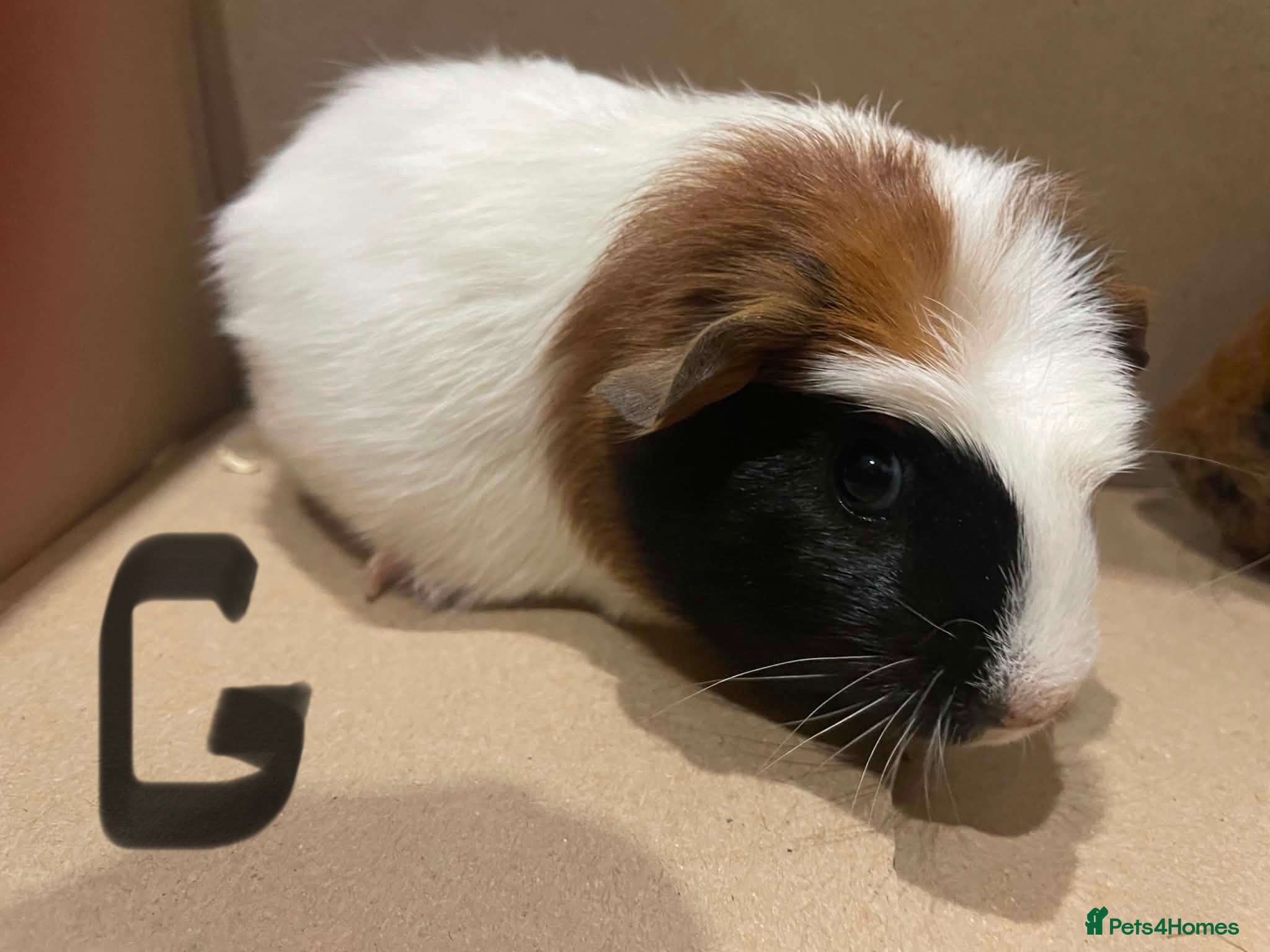 Guinea Pig rodents Teddy x short haired female and male guinea pigs - Advert 2