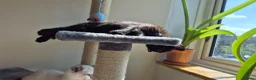 Ragdoll cats for sale: Ragdoll and rushian bluecat mix - Advert 12