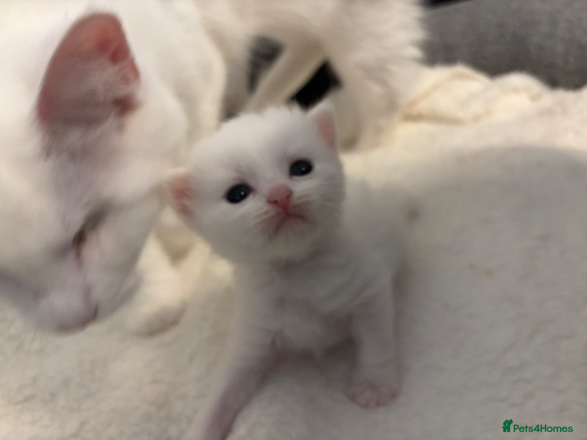 Munchkin cats Turkish Angora x Munchkin female, male & mum - Advert 3