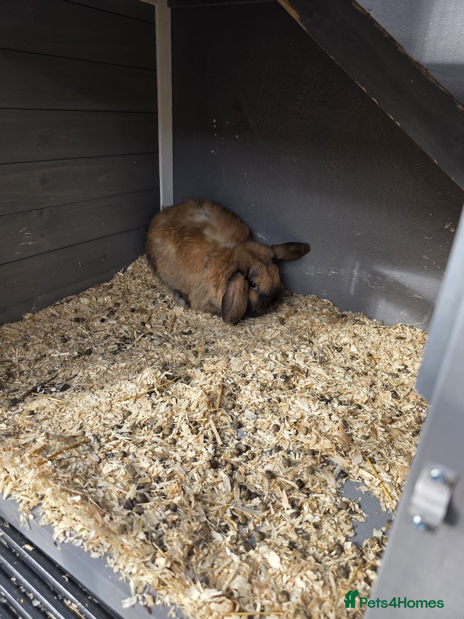 Dwarf Lop rabbits Two male rabbits in Telford - Advert 2