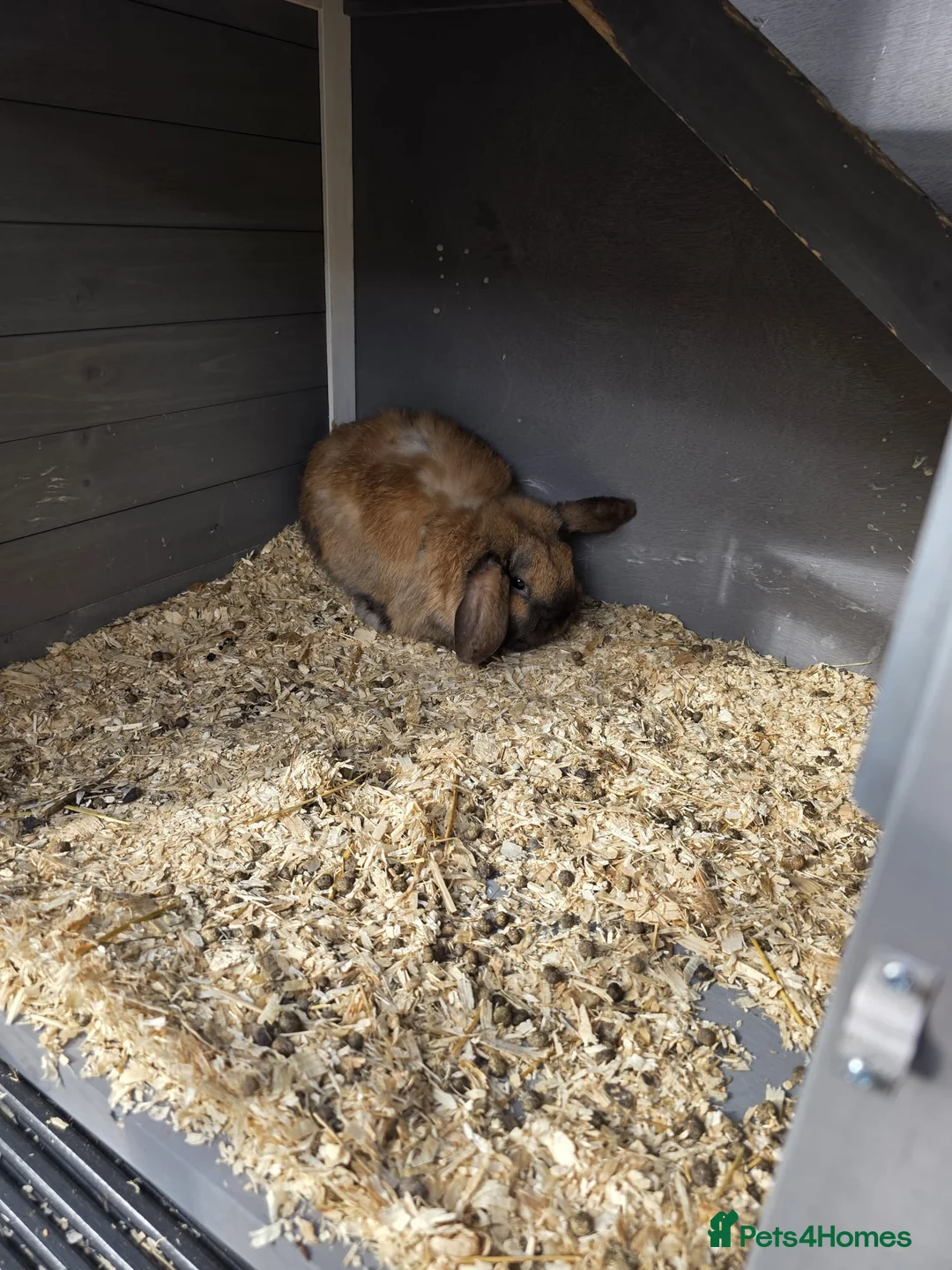 Dwarf Lop rabbits for sale: Two male rabbits in Telford - Advert 1