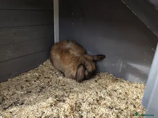 Dwarf Lop rabbits Two male rabbits in Telford - Advert 12