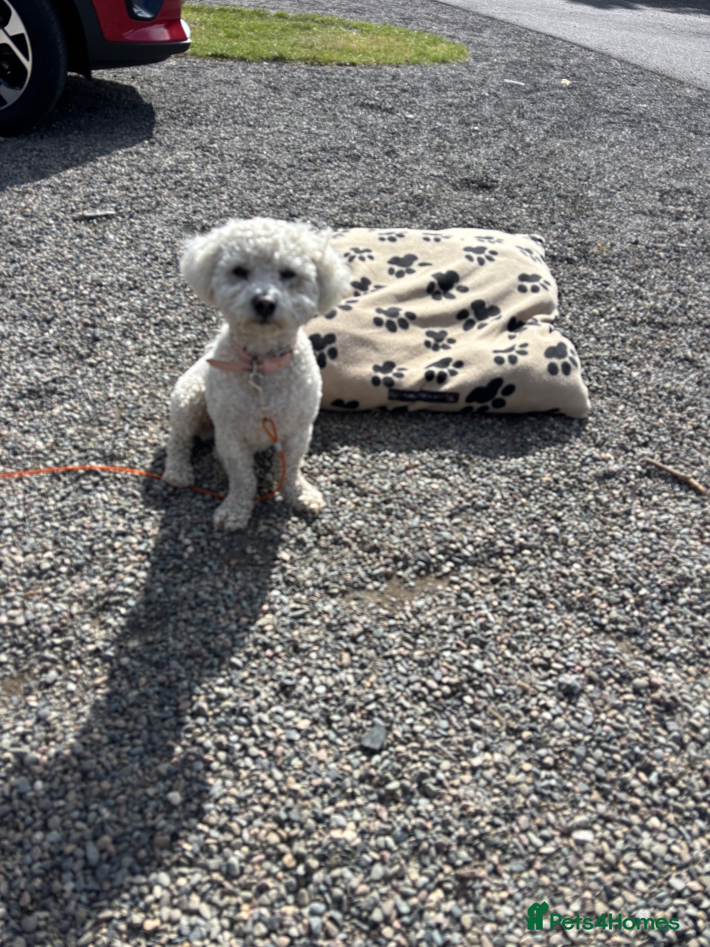 Bichon Frise dogs 2 year old male neutered bichon frise - Advert 2