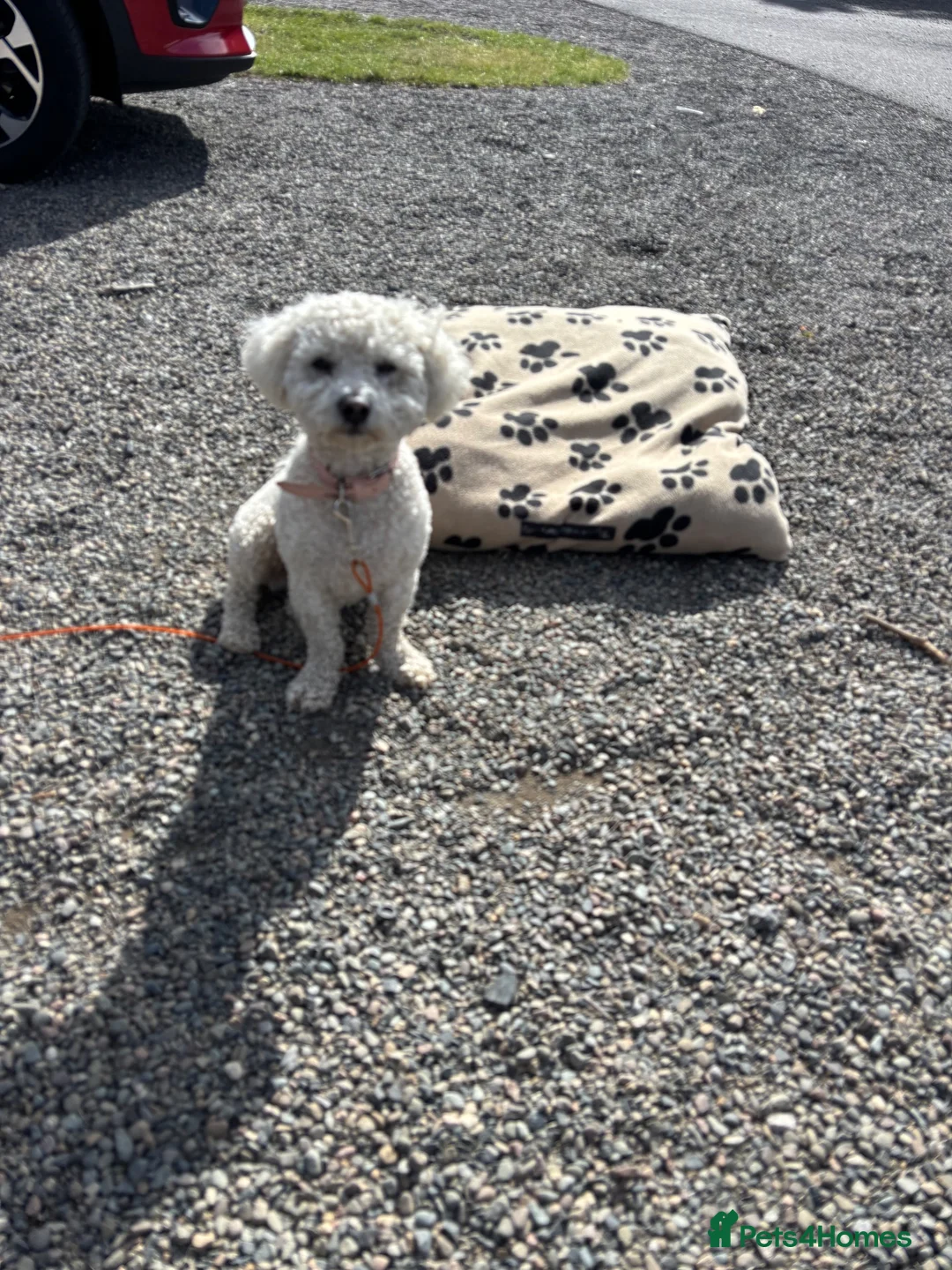 Bichon Frise dogs for sale: 2 year old male neutered bichon frise in Wrexham - Advert 1
