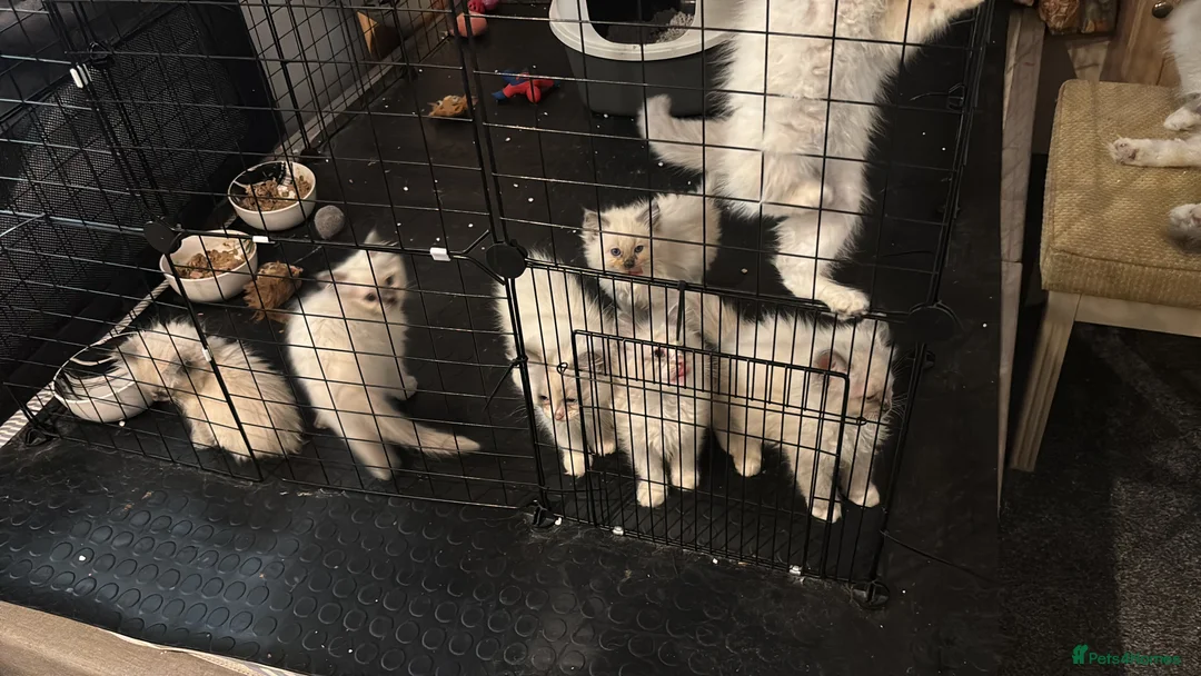 Ragdoll cats for sale: Beautiful Ragdols  - Advert 5