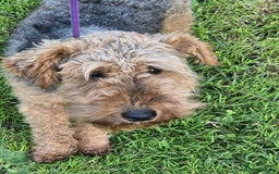 Welsh Terrier dogs for sale: Welsh Terrier  - Image 3