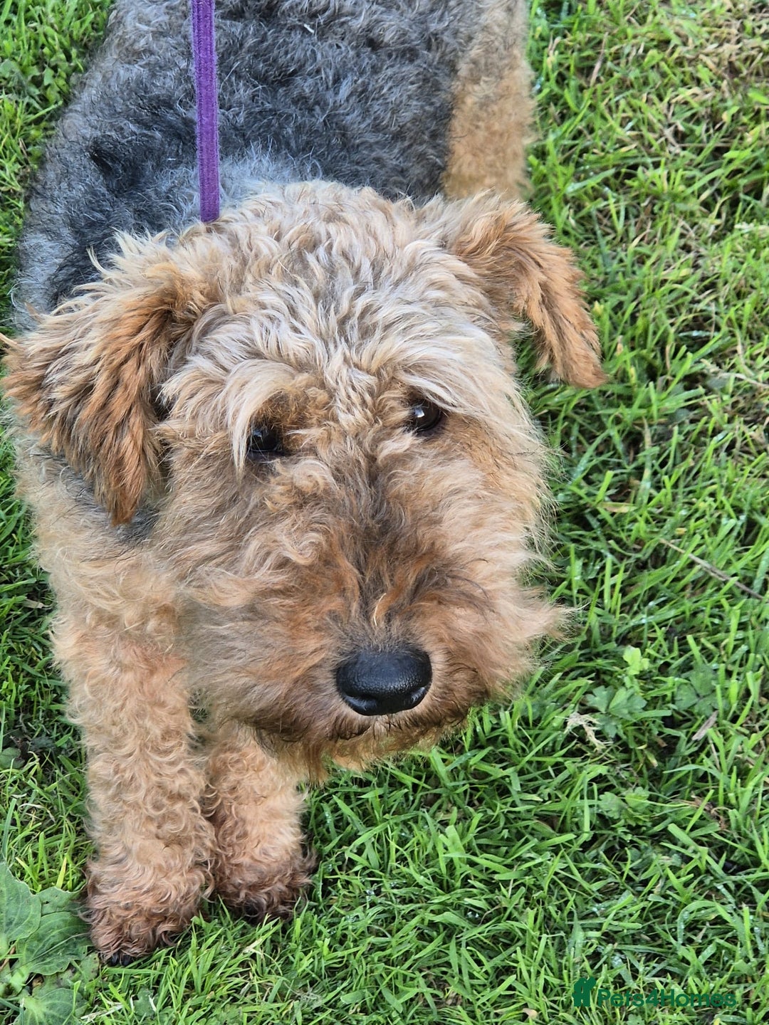 Welsh Terrier dogs for sale: Welsh Terrier  - Image 3