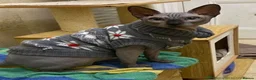 Sphynx cats for stud: Blue Sphynx Boy available for Stud Service in London - Advert 2