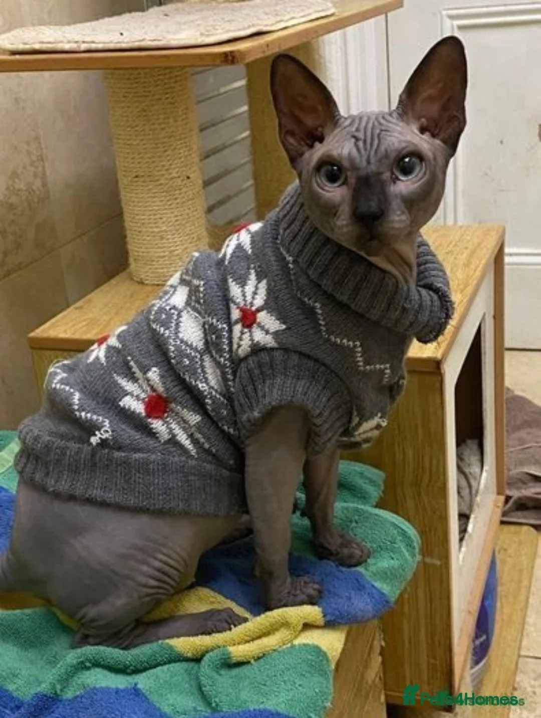 Sphynx cats for stud: Blue Sphynx Boy available for Stud Service in London - Advert 2