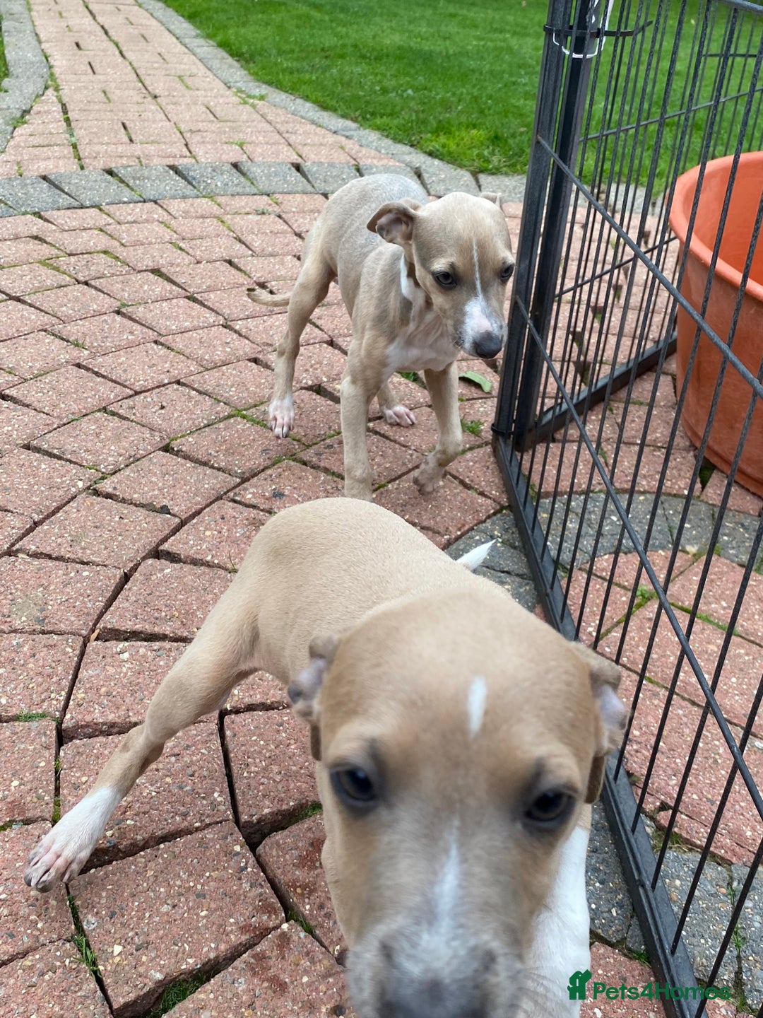 Mixed Breed dogs for sale: 2 beautiful Italian greyhounds  - Image 9