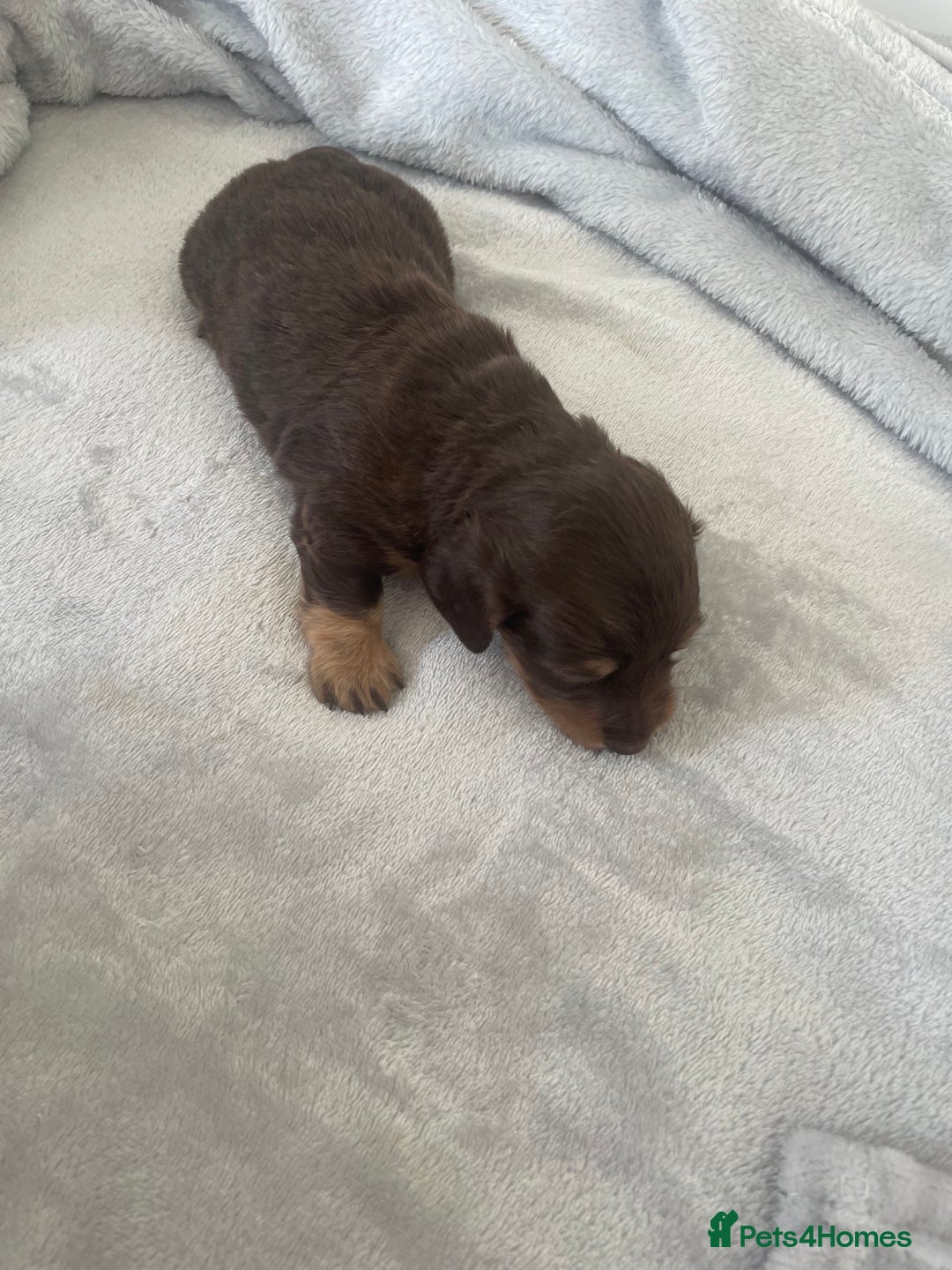 Dachshund dogs for sale: 6 boy dachshund puppies  - Advert 4