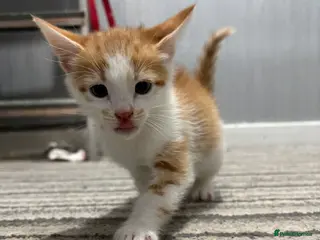 Mixed Breed cats Stunning ginger kittens - Advert 2