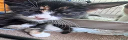 Mixed Breed cats for sale: 3 Gorgeous Kittens  - Advert 8