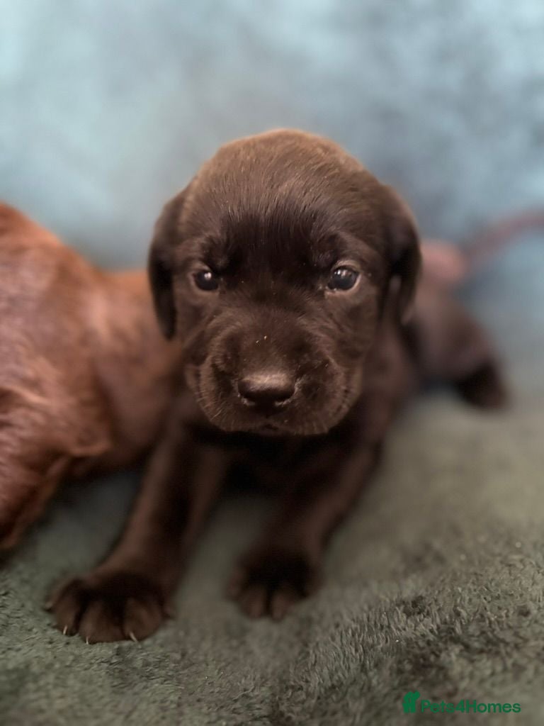 Labrador Retriever dogs Macy's Litter - Advert 1