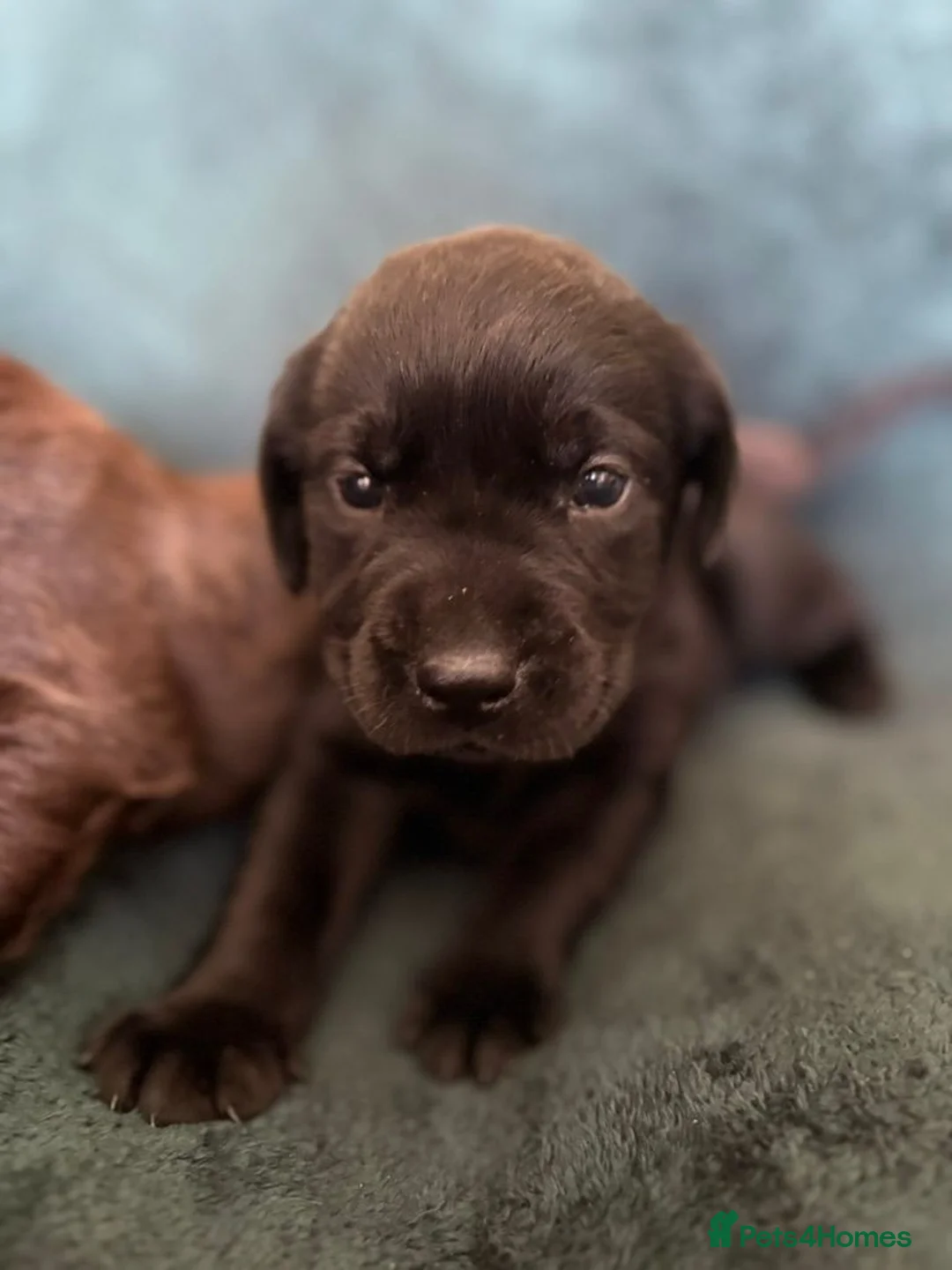 Labrador Retriever dogs for sale: Macy's Litter - Advert 1