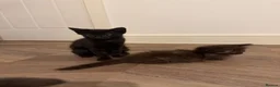 Munchkin cats for sale: REDUCED BLUE MINUET MUNCHKIN BOY -SUPER SHORT LEGS - Advert 11