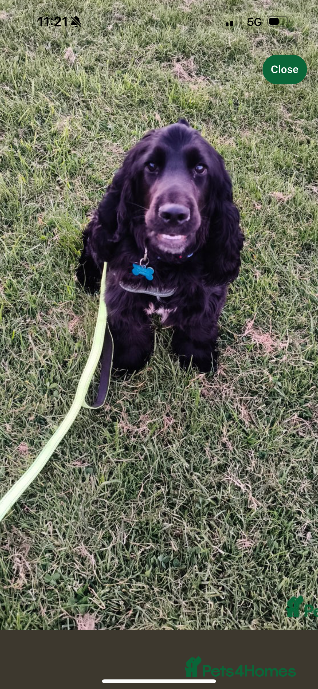 Cocker Spaniel dogs for sale: Cocker Spaniel (One year old) - Image 4