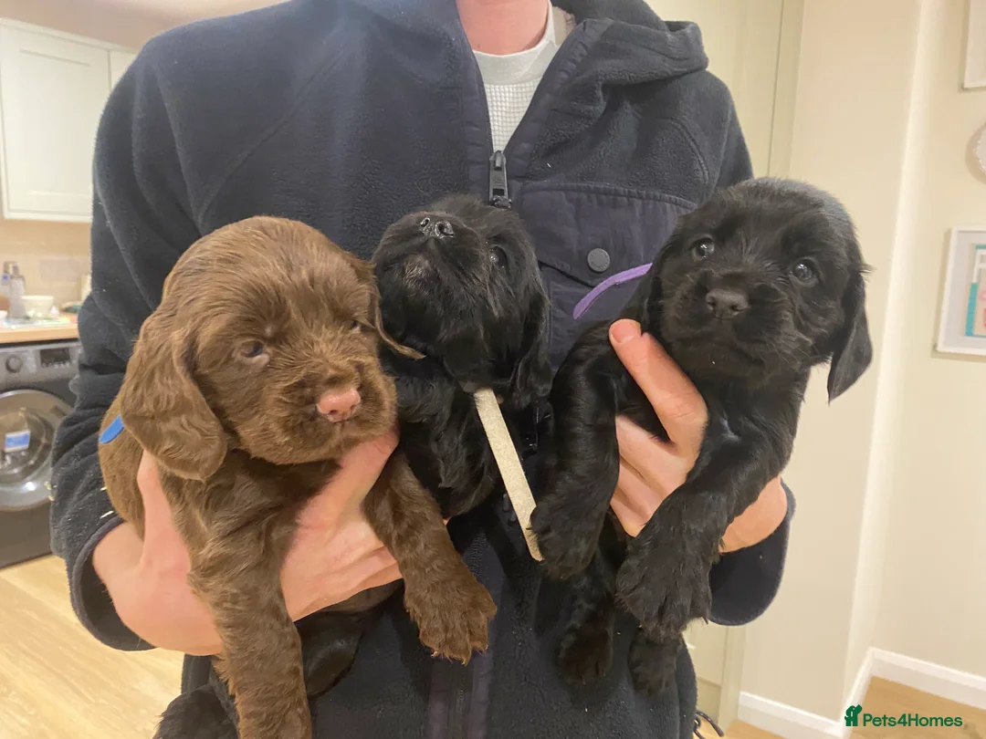 Cocker Spaniel dogs for sale: Beautiful boys  - Advert 3