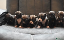 Staffordshire Bull Terrier dogs for sale: Stunning KC Staffordshire bull terrier puppies - Image 8