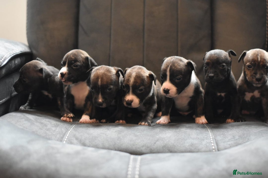 Staffordshire Bull Terrier dogs for sale: Stunning KC Staffordshire bull terrier puppies - Image 8