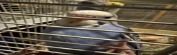 Budgerigars birds for sale: Budgie for sale - Advert 1