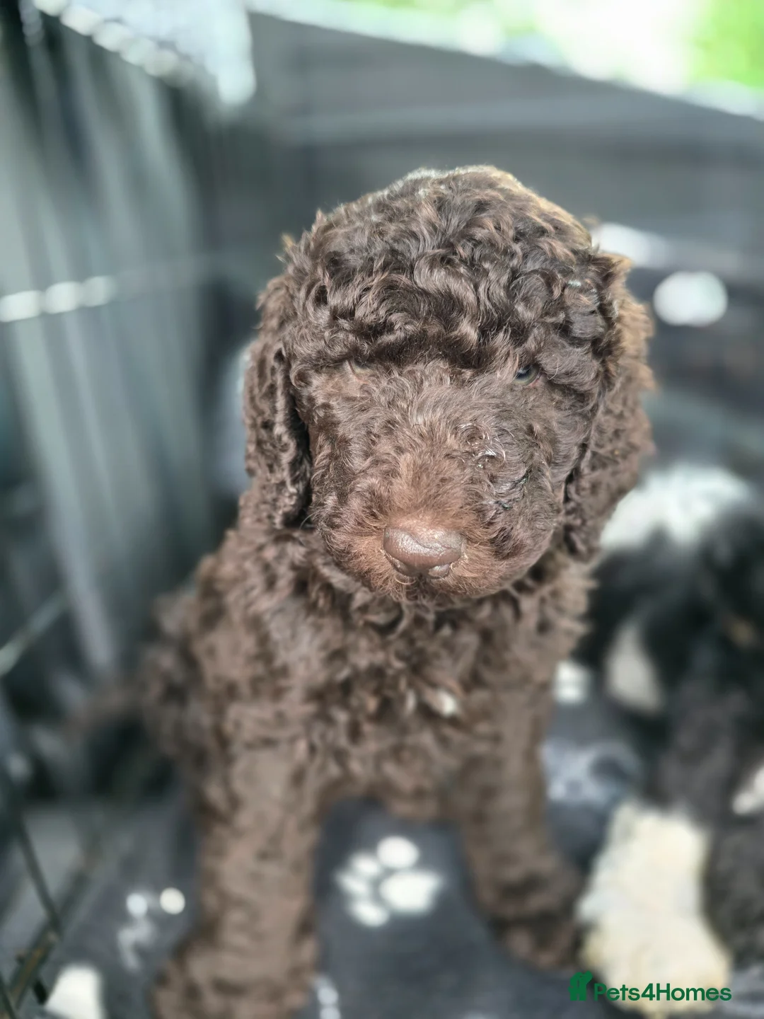 Standard Poodle dogs for sale: Stunning kc registered standard poodle puppies  - Advert 2