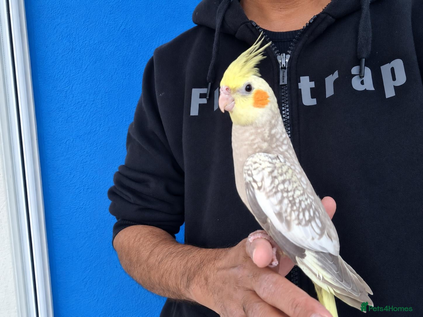 Cockatiels birds Super Tamed baby Cockatiel for sale - Advert 1