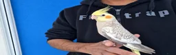 Cockatiels birds for sale: Super Tamed baby Cockatiel for sale - Advert 1
