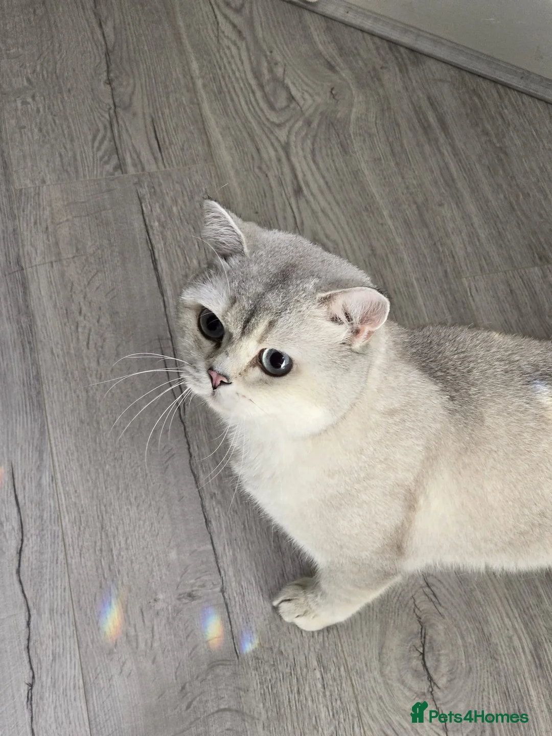 British Shorthair cats for sale: Two male cats brothers - Advert 2