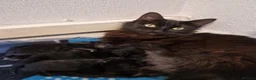 Mixed Breed cats for sale: Kittens for sale - Advert 4